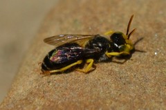 Calliopsis andreniformis