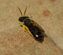 Calliopsis andreniformis