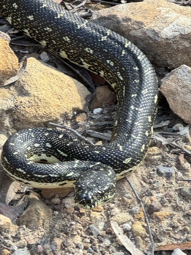 Diamond Python sighting