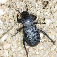 Cryptoglossa variolosa