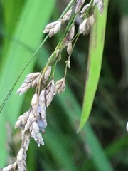 Glyceria elata
