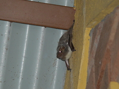 Taphozous mauritianus