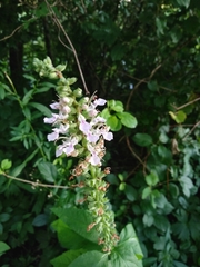 Teucrium canadense