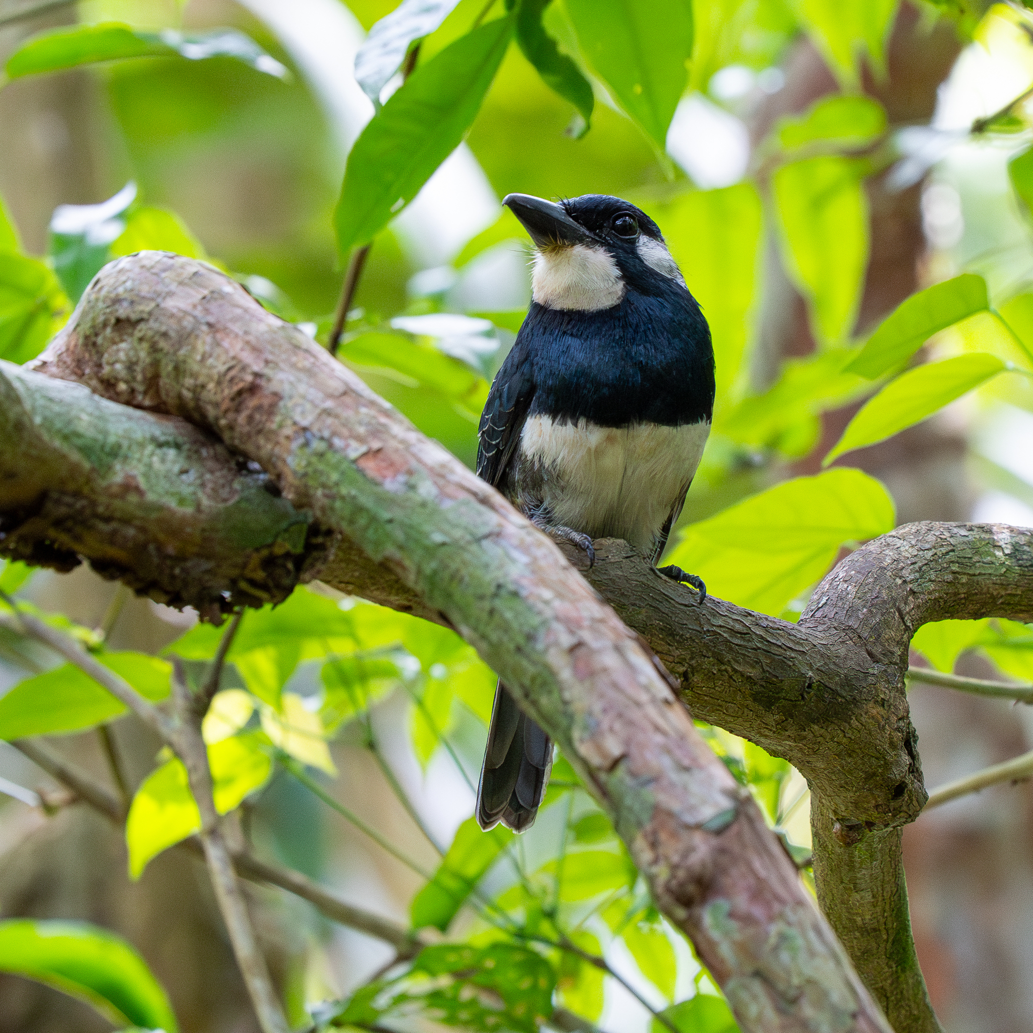 Black-breasted Puffbird (Notharchus pectoralis), photo 10
