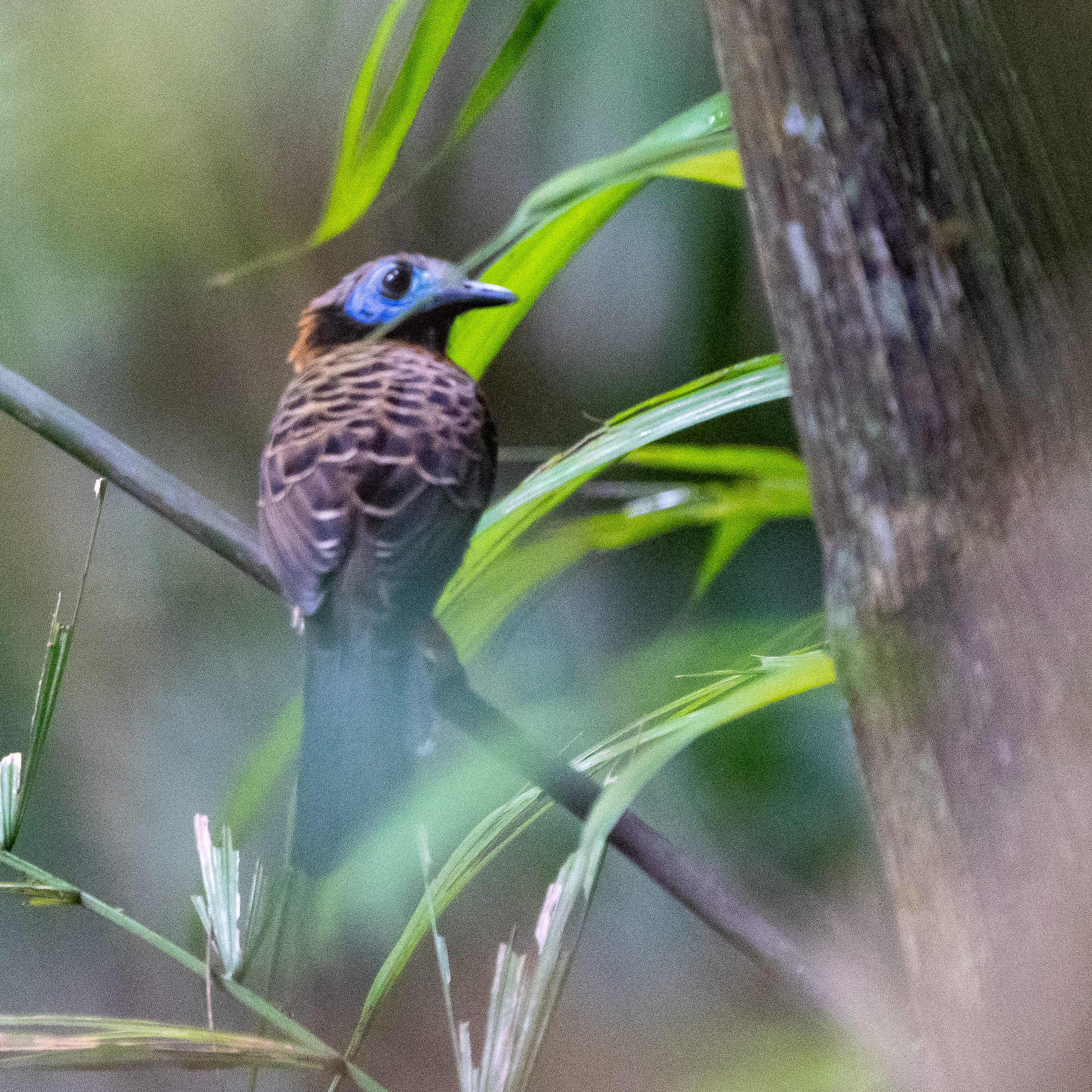 Ocellated Antbird (Phaenostictus mcleannani), photo 5
