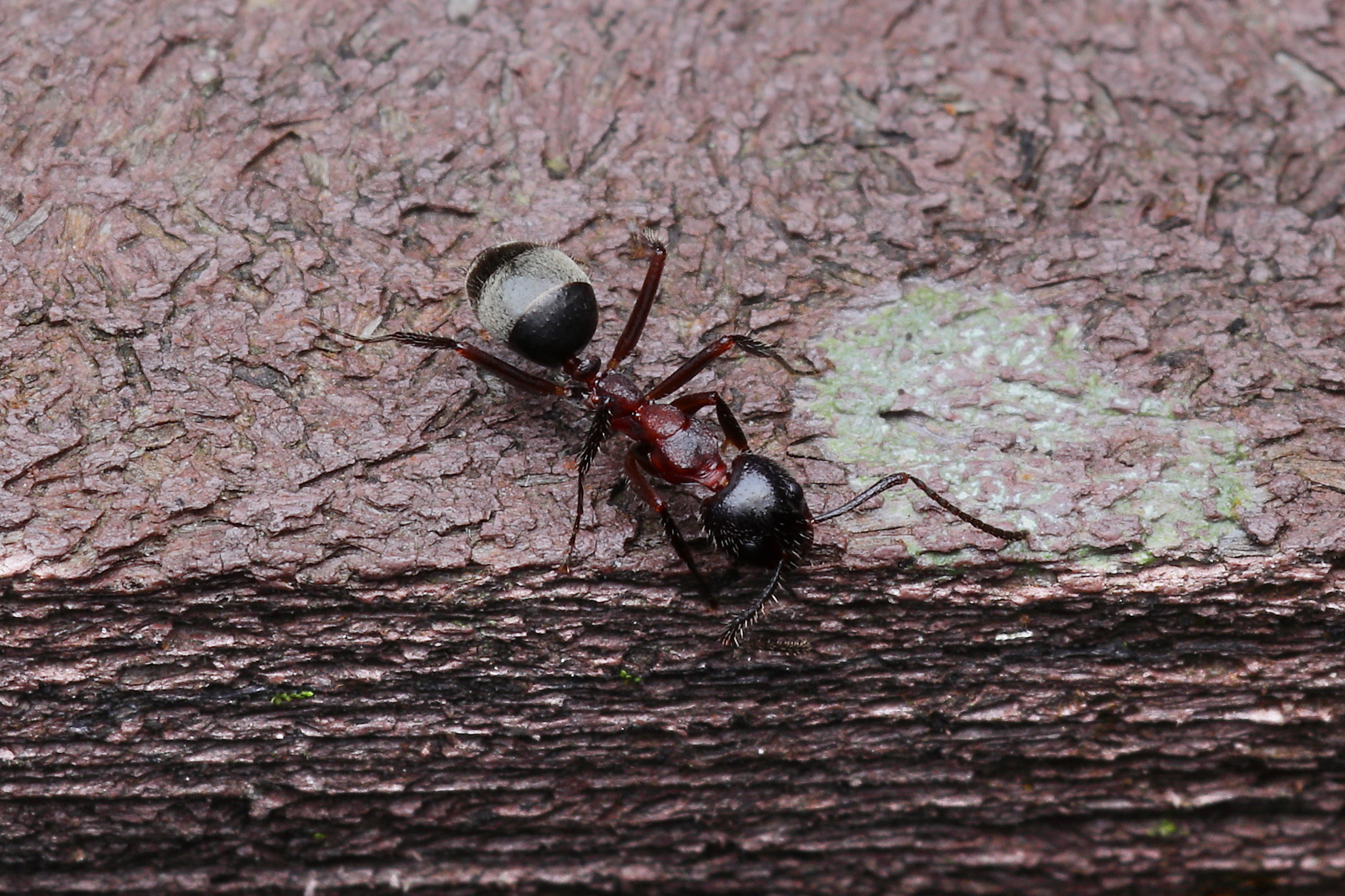 Dolichoderus voraginosus