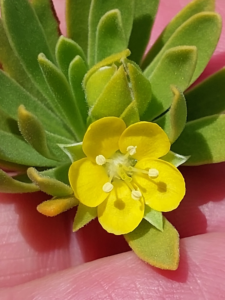 Suriana
