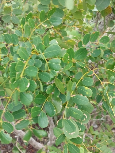 Caesalpinia bahamensis (Caesalpinia bahamensis)
