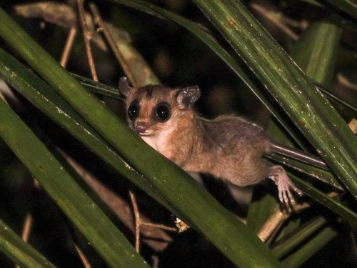 Linnaeus's Mouse Opossum