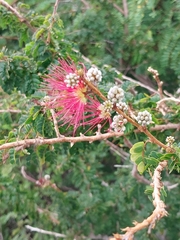 Calliandra haematomma