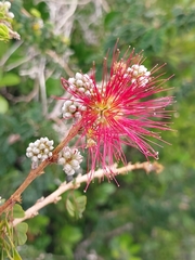 (c) Stuart Cable, some rights reserved (CC BY) Calliandra haematomma, photograph (c) Stuart Cable, some rights reserved (CC BY)