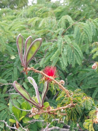 Calliandra haematomma, photograph 4