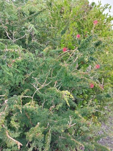 Calliandra haematomma, photograph 5