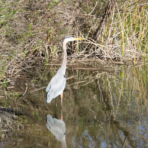 iNaturalist observation photo of Great Blue Heron