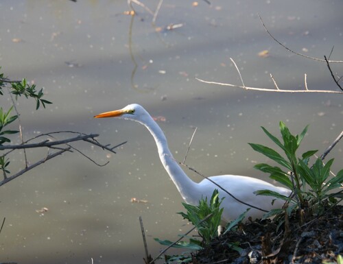 iNaturalist observation photo of Great Egret