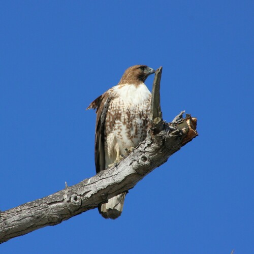 iNaturalist observation photo of Red-tailed Hawk