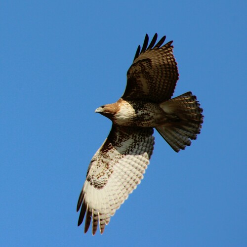 iNaturalist observation photo of Red-tailed Hawk