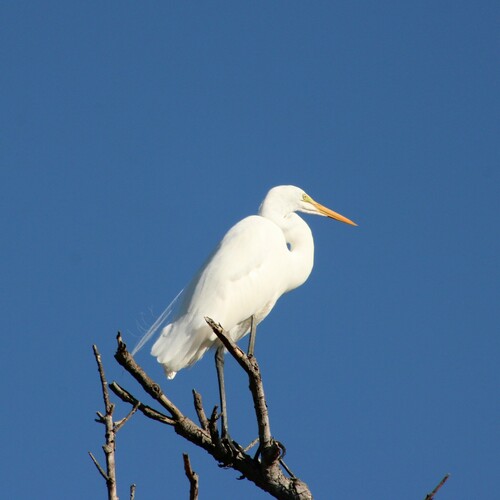 iNaturalist observation photo of Great Egret
