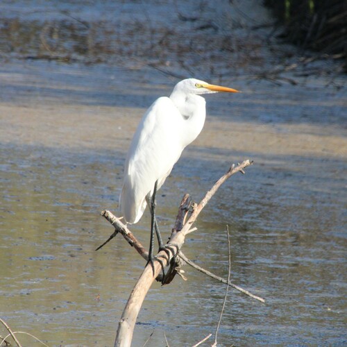 iNaturalist observation photo of Great Egret
