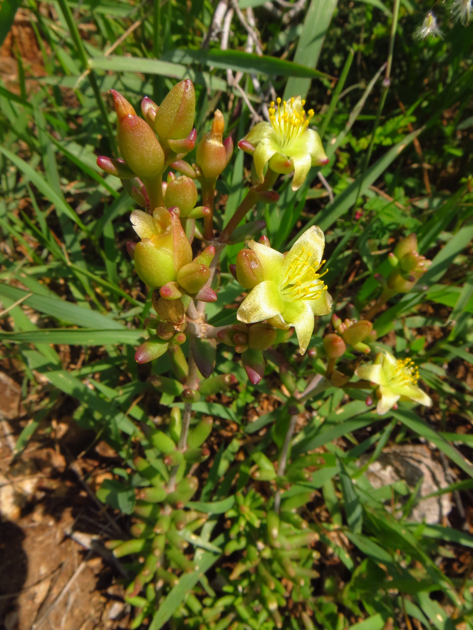 Talinopsis frutescens
