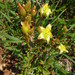 Arroyo Fameflower - Photo (c) Opuntia Cadereytensis, some rights reserved (CC BY-NC), uploaded by Opuntia Cadereytensis