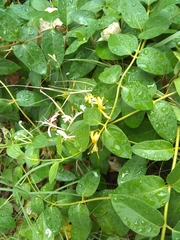 Lonicera japonica