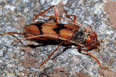 Phymatioderus bizonatus