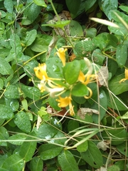 Lonicera japonica