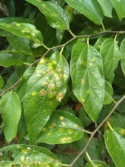 Pachypsyllinae