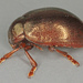Brown Leaf Beetle - Photo (c) Janet Graham, some rights reserved (CC BY)