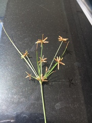 Cyperus grayi