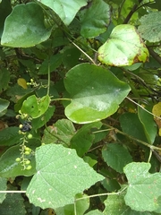 Cocculus carolinus