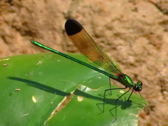 Calopteryx dimidiata
