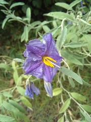 Solanum elaeagnifolium