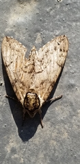 Ceratomia undulosa