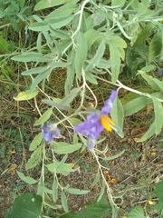 Solanum elaeagnifolium