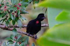Bare-Necked Umbrellabird photo 5