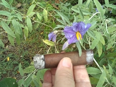 Solanum elaeagnifolium