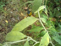 Solanum elaeagnifolium
