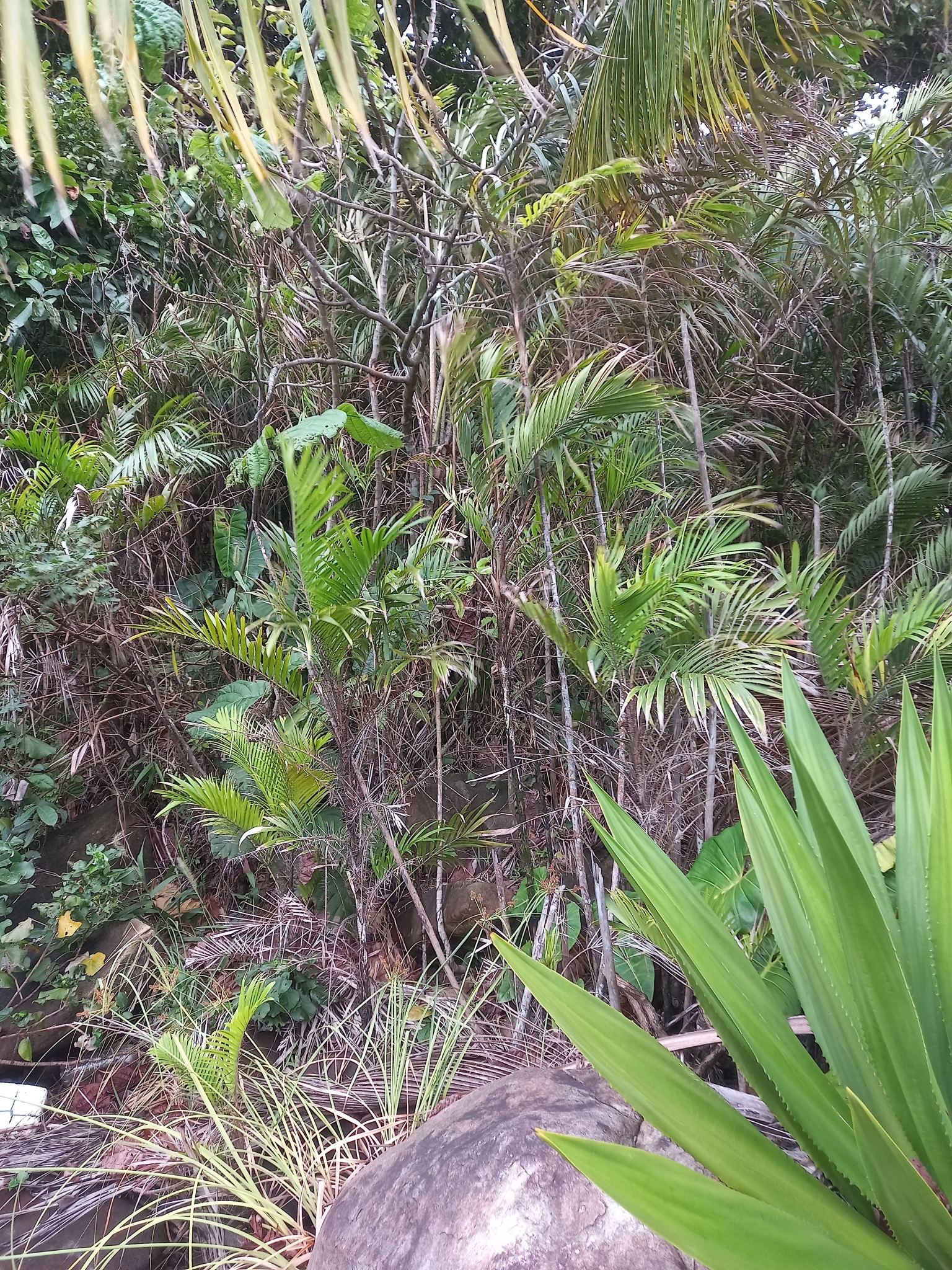 Imagem de Pupunha-brava