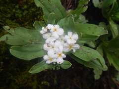 Lithospermum distichum