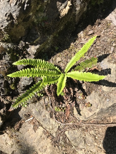 Polystichum lonchitis iNat (3)