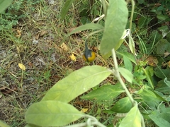 Solanum elaeagnifolium