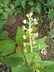 Phytolacca americana