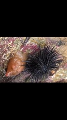 Echinometra vanbrunti