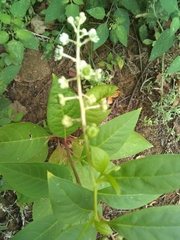 Phytolacca americana
