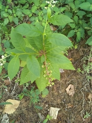 Phytolacca americana