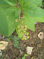 Phytolacca americana