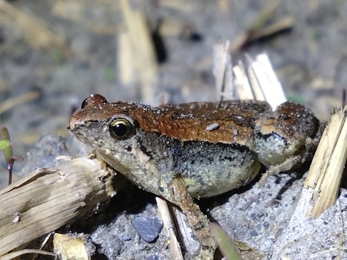 East Asian Ornate Chorus Frog, photo 5 of 8