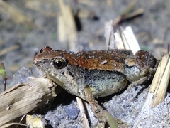 East Asian Ornate Chorus Frog photo 2